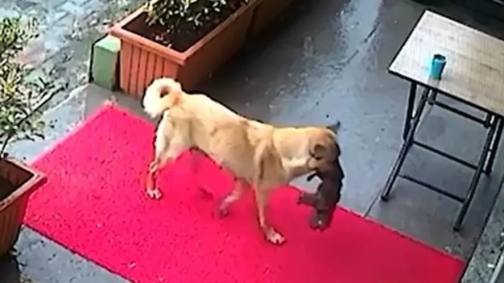 Σκυλίτσα μεταφέρει το ετοιμοθάνατο κουτάβι της στον κτηνίατρο για να το σώσει