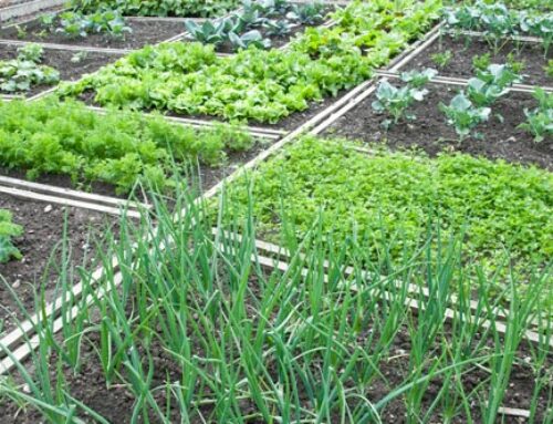 Αιτήσεις  για παραχώρηση ακαλλιέργητων μικροαγρών στον Δημοτικό Λαχανόκηπο Δήμου Καστοριάς