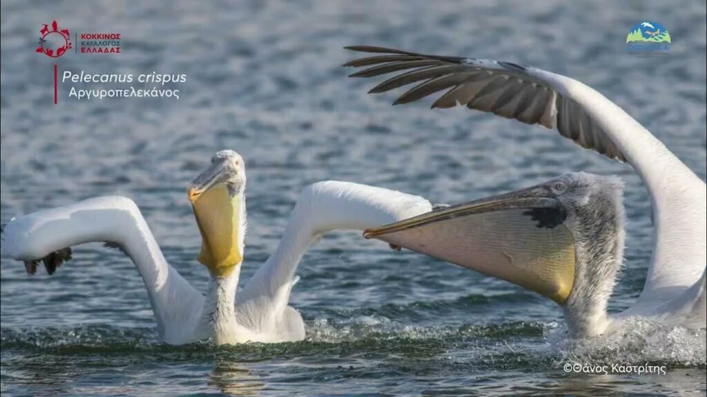 Ανίχνευση ιού της γρίπης των πτηνών σε πελεκάνους στην Π.Ε. Φλώρινας