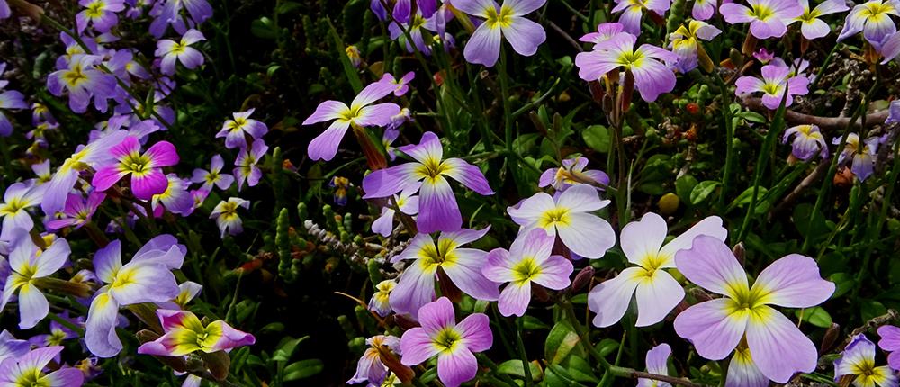 Εαρινή Ισημερία 2025: Η πρώτη ημέρα της άνοιξης είναι η 20η Μαρτίου