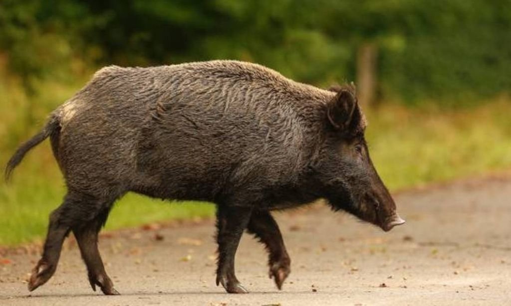 Καστοριά: Επίθεση αγριογούρουνου σε κυνηγό – Στο νοσοκομείο ο άτυχος άνδρας