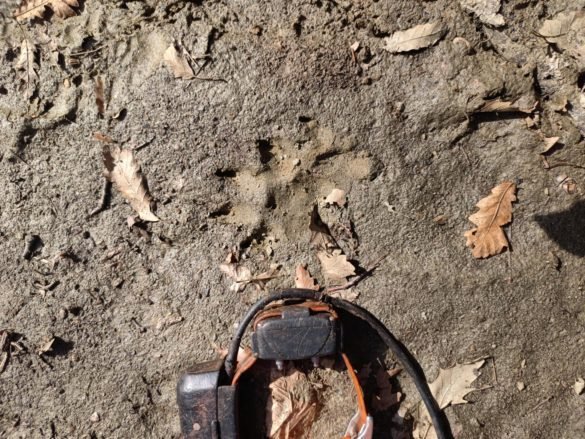 Φλώρινα: Συντετριμμένος κυνηγός εντοπίζει τον λυκοφαγωμένο του σύντροφο… (Βίντεο)