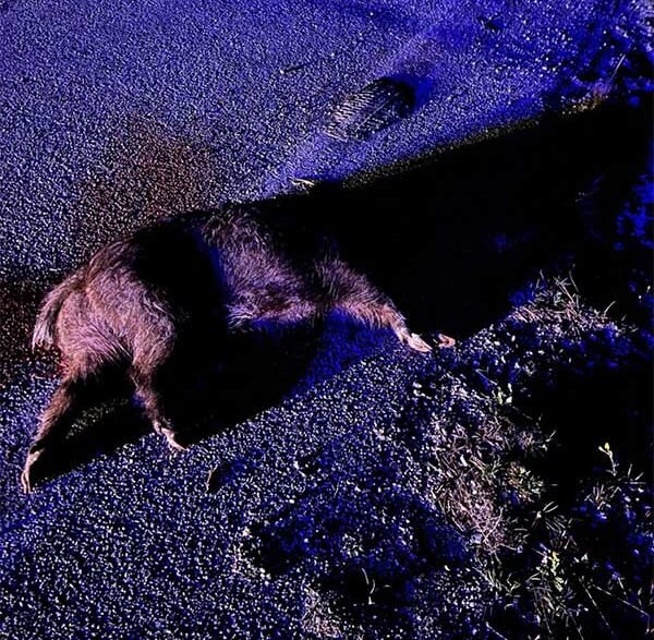 Τροχαίο ατύχημα με αγριογούρονο στην Εγνατία οδό – Σε κατάσταση σοκ η οδηγός – Δείτε βίντεο