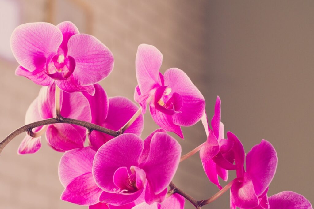 Τα λουλούδια που πρέπει να έχεις στο σπίτι σου για θετική ενέργεια