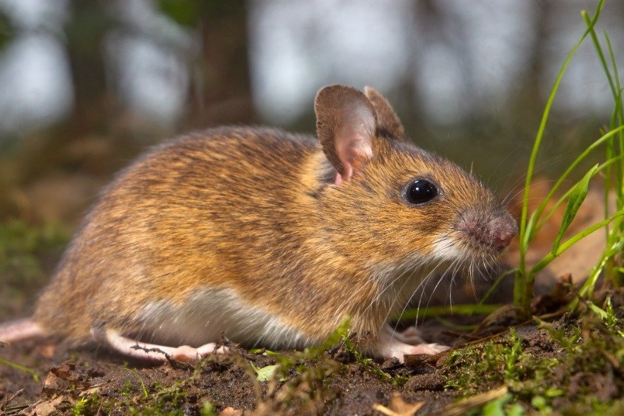 Η NASA έστειλε ποντίκια εκεί που γέρασαν 10 χρόνια οι δύο αστροναύτες και τρόμαξε με αυτό που έπαθαν