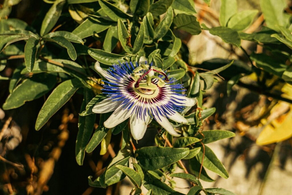 Αυτά είναι τα βότανα που φέρνουν ευτυχία και δύναμη