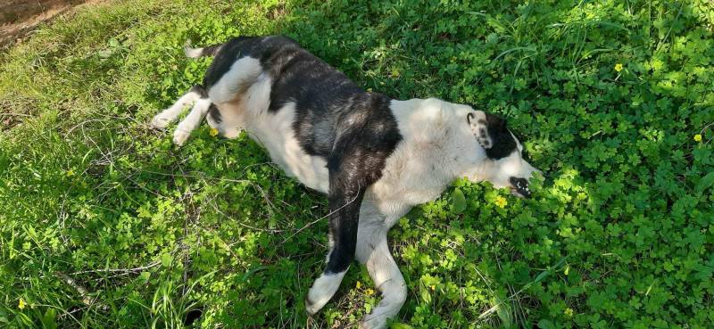 Τριπλή Φόλα στο Χιλιοδένδρο: Αποτροπιασμός και έκκληση για Δικαιοσύνη