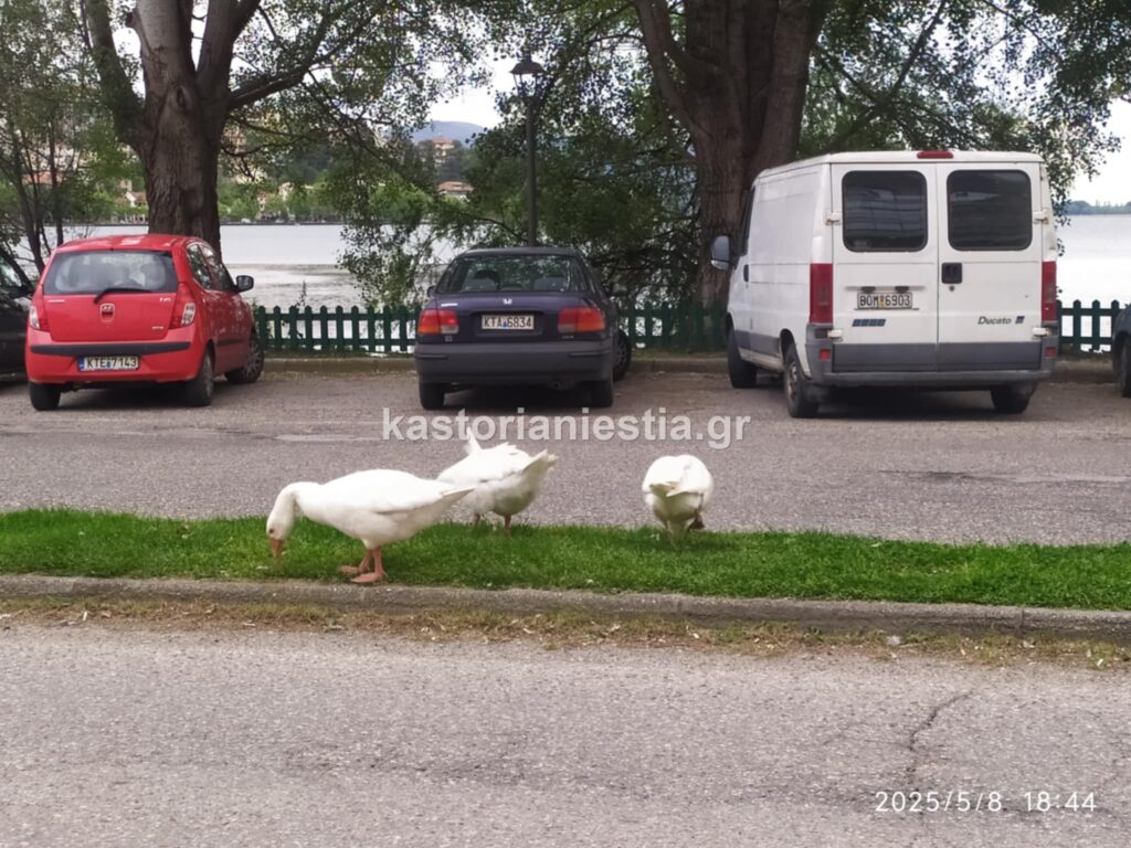 Οι φτερωτοί «δραπέτες» από την λίμνη της Καστοριάς!   