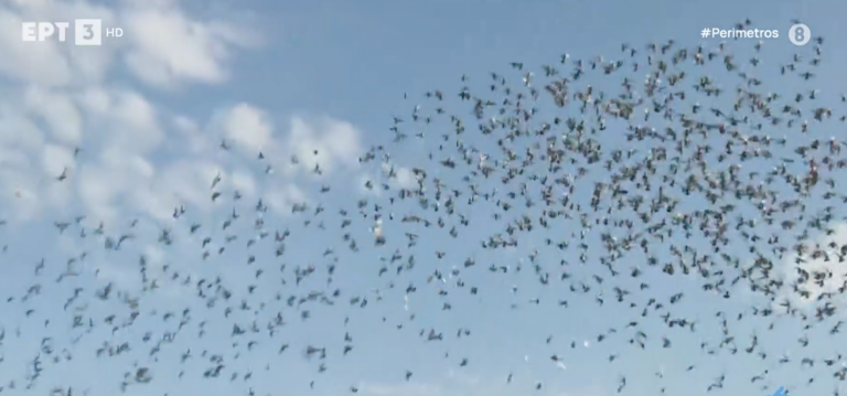 Αλεξανδρούπολη: Πέντε χιλιάδες ταχυδρομικά περιστέρια ξεχύθηκαν στον ουρανό από το Τελωνείο Κήπων