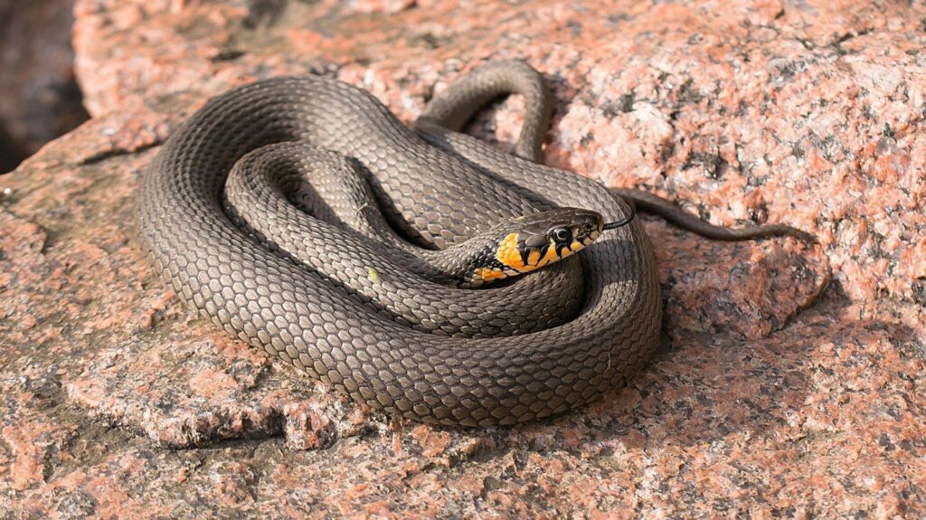 Τον δάγκωσαν φίδια εκατοντάδες φορές – Το αίμα του τώρα μπορεί να βοηθήσει στη δημιουργία καλύτερης θεραπείας