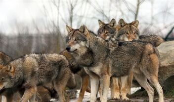 Καστοριά: Διώχνουμε τους ανθρώπους και φέρνουμε τους… λύκους!