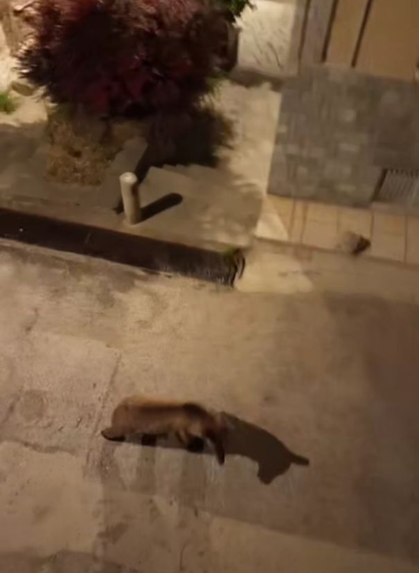 αρκούδα - Άργος