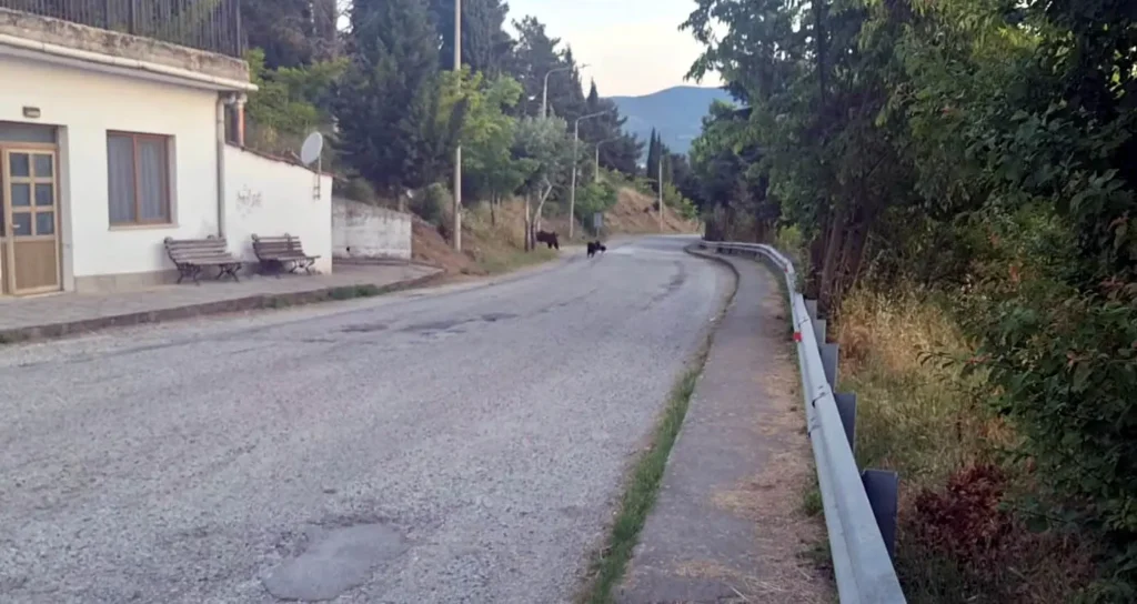 Πρωί πρωί αρκούδα δίπλα στο 2ο Γυμνάσιο Καστοριάς (φωτο – βίντεο)