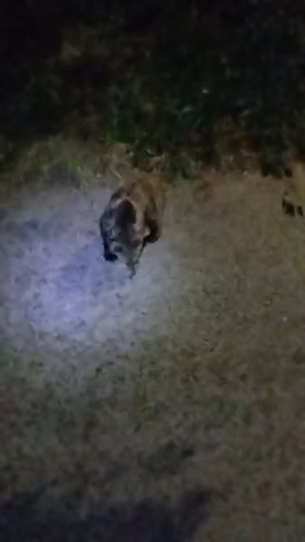 Δείτε τι συμβαίνει στο Νταϊλάκι: Μια φίλη μου το έζησε – Έλεος!