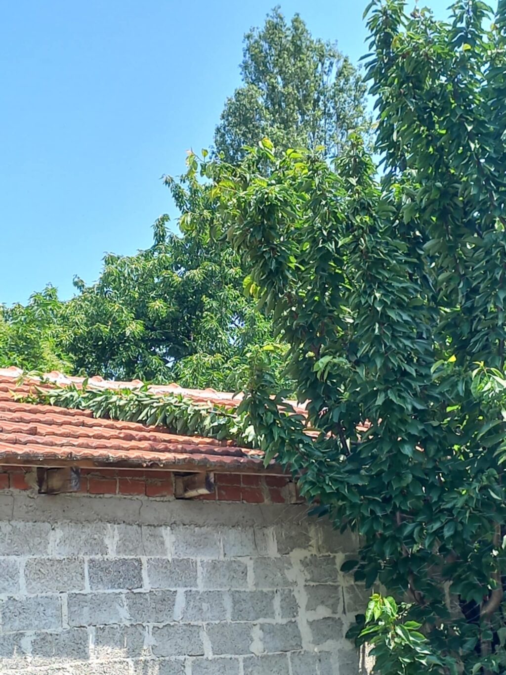 Πρωτοφανής καταστροφή από αρκούδα σε αγρόκτημα στους Αμπελόκηπους Καστοριάς