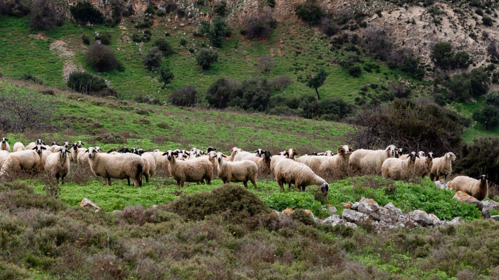 Η ΑΑΔΕ ξεκίνησε να «μετράει» τα βοσκοτόπια και τα ζώα