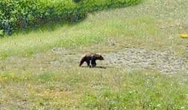 Νέα εμφάνιση αρκούδας στο Νταηλάκη προκαλεί έντονη ανησυχία – Κάτοικοι ζητούν μέτρα