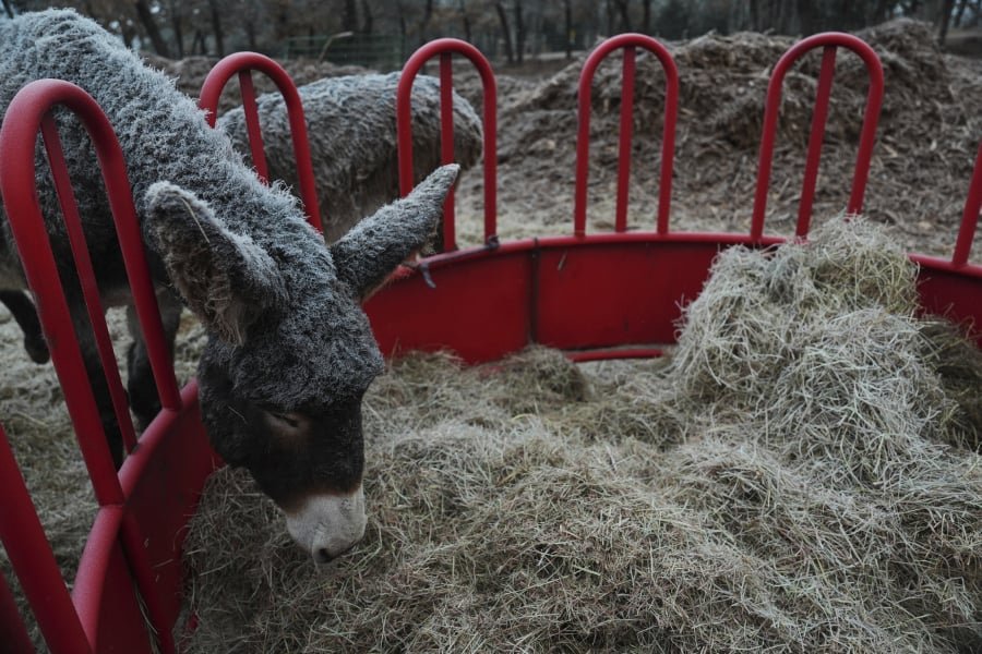 Σφάζουν 6 εκατομμύρια γαϊδουράκια κάθε χρόνο για να φτιάχνουν… φάρμακο στην Κίνα