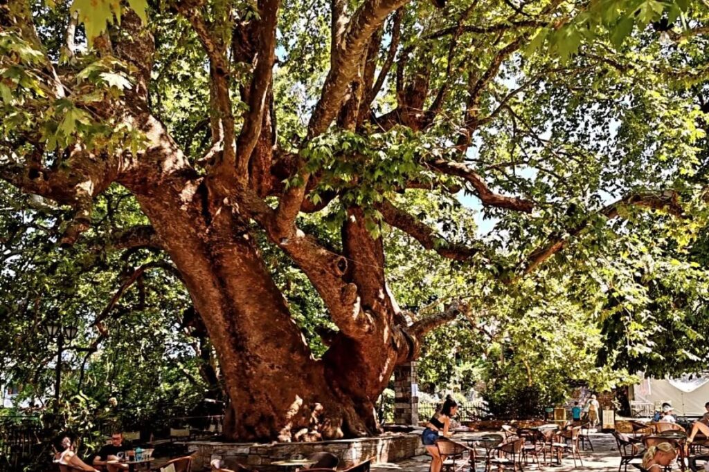 Ο μεγαλύτερος σε ηλικία πλάτανος της Ευρώπης βρίσκεται στην Ελλάδα – Έχει ξεπεράσει τα 1.000 χρόνια ζωής!