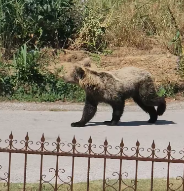 Καστοριά:  Αρκούδα επιτέθηκε  σε κάτοικο στους Αμπελόκηπους