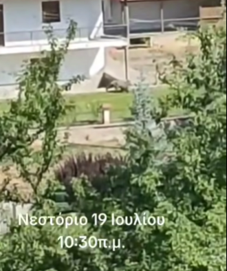 Νεστόριο: Αρκούδα κόβει βόλτες μέσα αυλή σπιτιού (βίντεο)