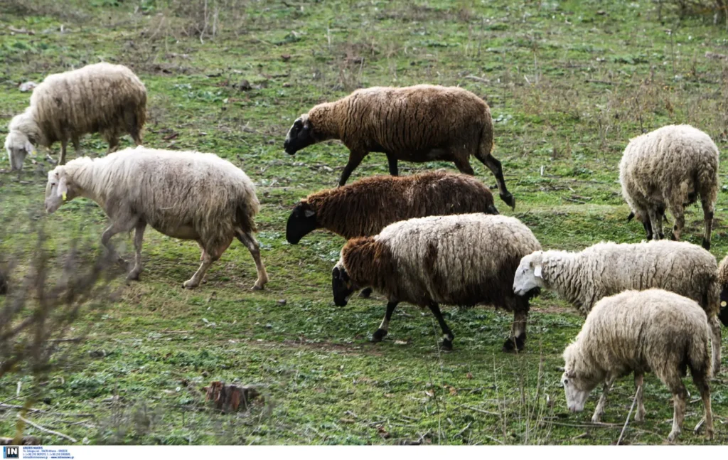 ΟΠΕΚΕΠΕ: Βοσκός – φάντασμα έτρωγε τα χρήματα δικαιούχου!