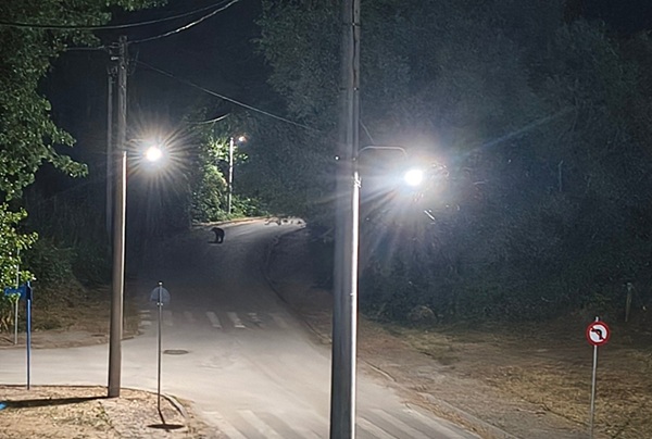 Αρκούδα το βράδυ στη Χλόη  έξω από το  Γυμνάσιο