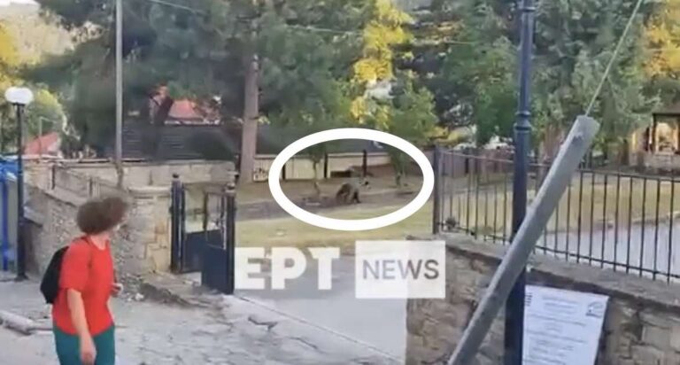 Αρκούδα εμφανίστηκε σε αυλή σχολείου στο Νεστόριο (βίντε