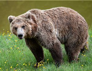 Ανακοίνωση του ΑΡΚΤΟΥΡΟΥ σχετικά με την απόφαση της Γενικής Διεύθυνσης Δασών για την απομάκρυνση αρκούδων