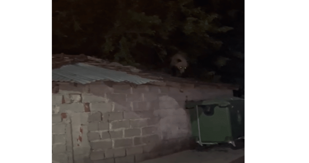 Πρωτοφανές: Αρκούδα σκαρφάλωσε σε σκεπή οικήματος στο Βαρικό (Βίντεο)