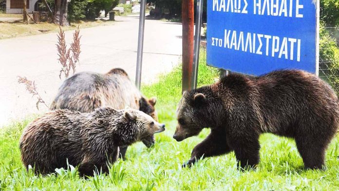 Λήψη μέτρων για την παρουσία αρκούδας σε κατοικημένες περιοχές  – ΚΥΑ