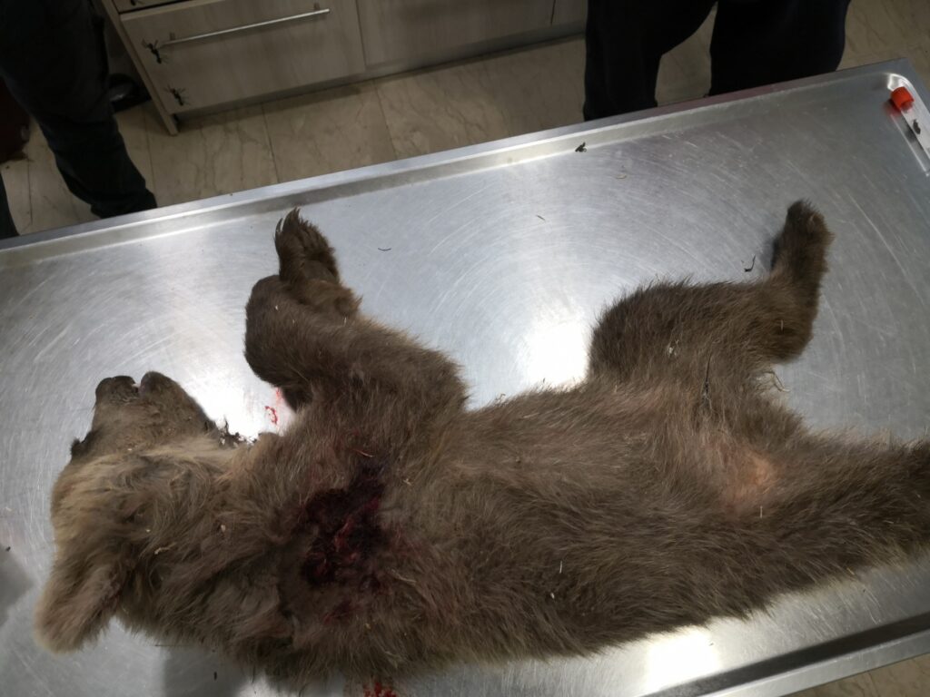 Καστοριά: Νεκρό αρκουδάκι από πυροβολισμό στην Ποριά