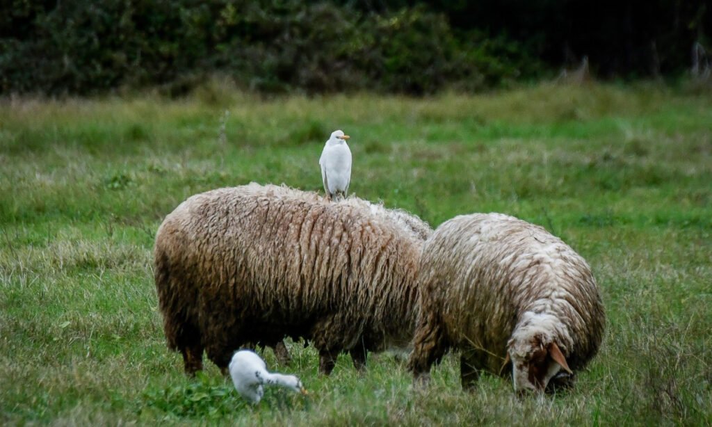 ΟΠΕΚΕΠΕ: Πρώτη σύλληψη κτηνοτρόφου στη Φλώρινα για παράνομες επιδοτήσεις