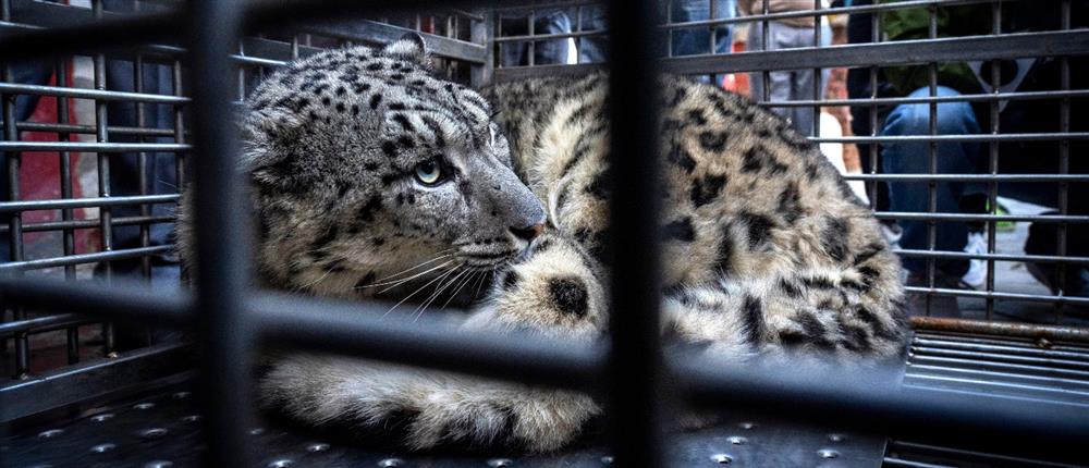 Ιερουσαλήμ: Λεοπάρδαλη κατασπάραξε εργαζόμενο μπροστά στους επισκέπτες σε ζωολογικό κήπο