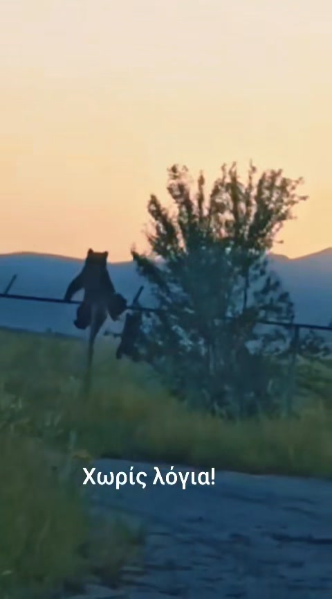 Καστοριά: Αρκούδα με αρκουδάκι πηδάνε φράχτη 3 μέτρων