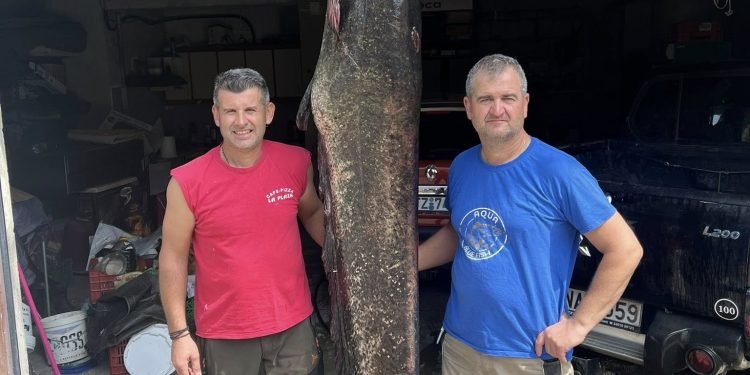 Τεράστιο γουλιανό 100 κιλών ψάρεψαν στην λίμνη Πολυφύτου (φωτογραφίες – βίντεο)