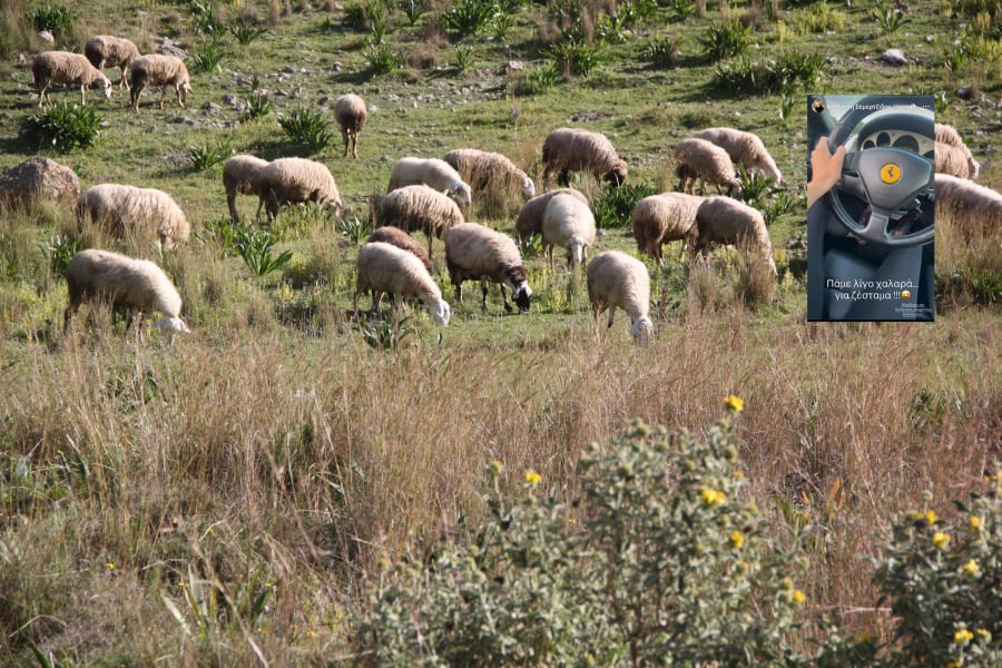 ΟΠΕΚΕΠΕ: Σε «γαλάζια» συντονίστρια το 1,4 εκατ. ευρώ – Κυκλοφορούσε και με Ferrari