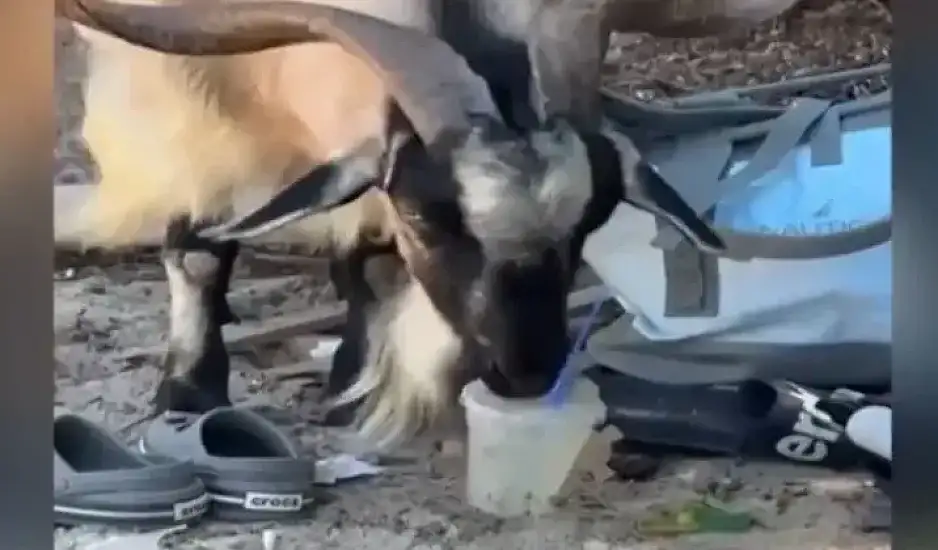 Η κατσίκα πίνει μοχίτο στην παραλία – Viral το βίντεο από την Κρήτη που έφτασε μέχρι τη Daily Mail