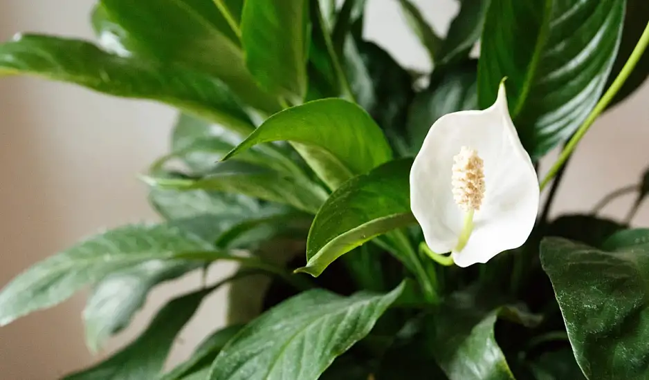 Ποιο φυτό φέρνει αρμονία και φτιάχνει τη διάθεση σύμφωνα με το Φενγκ Σούι;