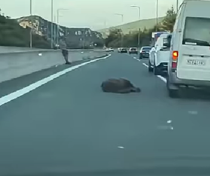 Τροχαίο δυστύχημα με θύμα άγρια αρκούδα στην Εγνατία Οδό στον Πολύμυλο