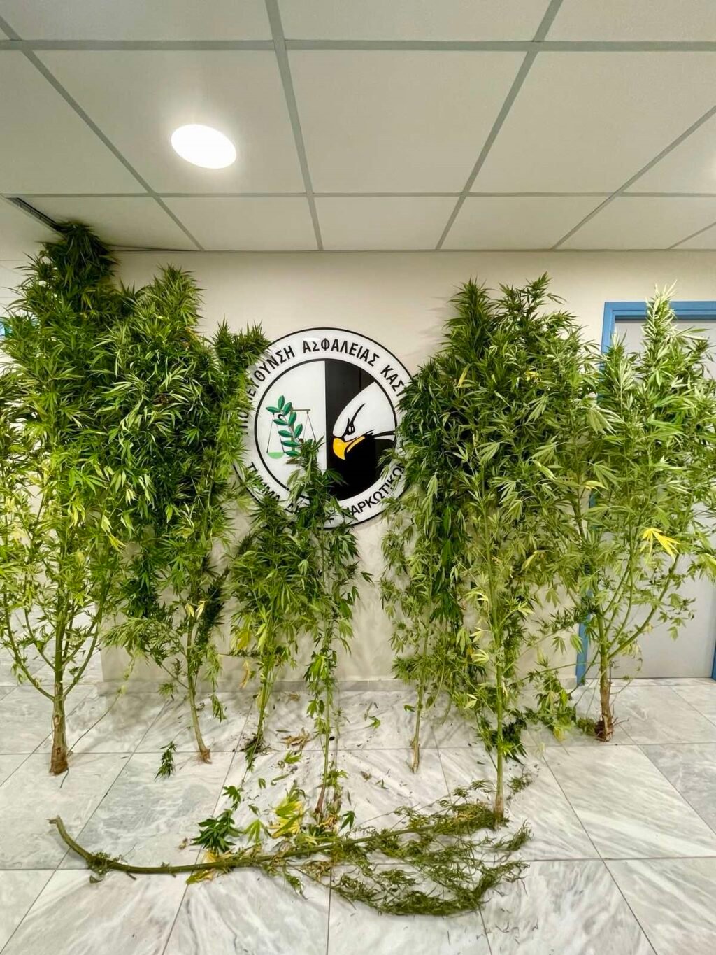 “Ορφέας” και αστυνομικοί εντόπισαν φυτεία κάνναβης στην Καστοριά