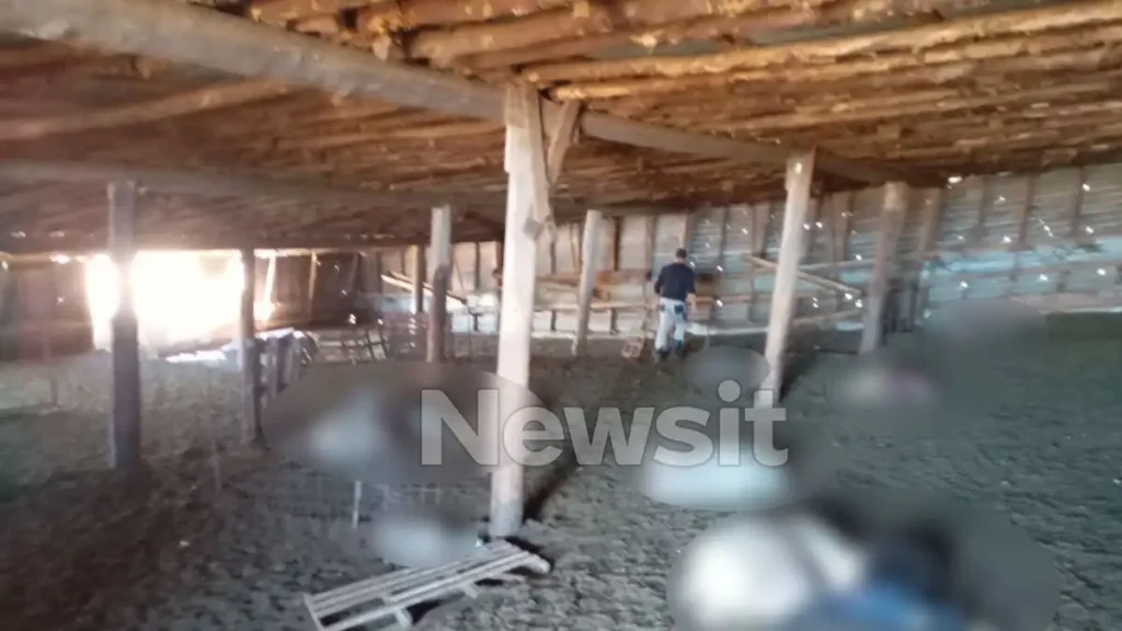 Αμύνταιο: Αρκούδα επιτέθηκε σε κτηνοτροφική μονάδα και σκότωσε 15 πρόβατα