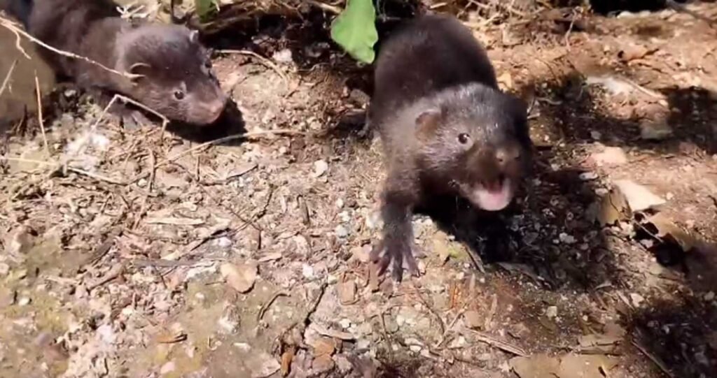 Μανιάκι: Σοκαριστικές εικόνες από την επίθεση μινκ στην κατάκοιτη ηλικιωμένη!