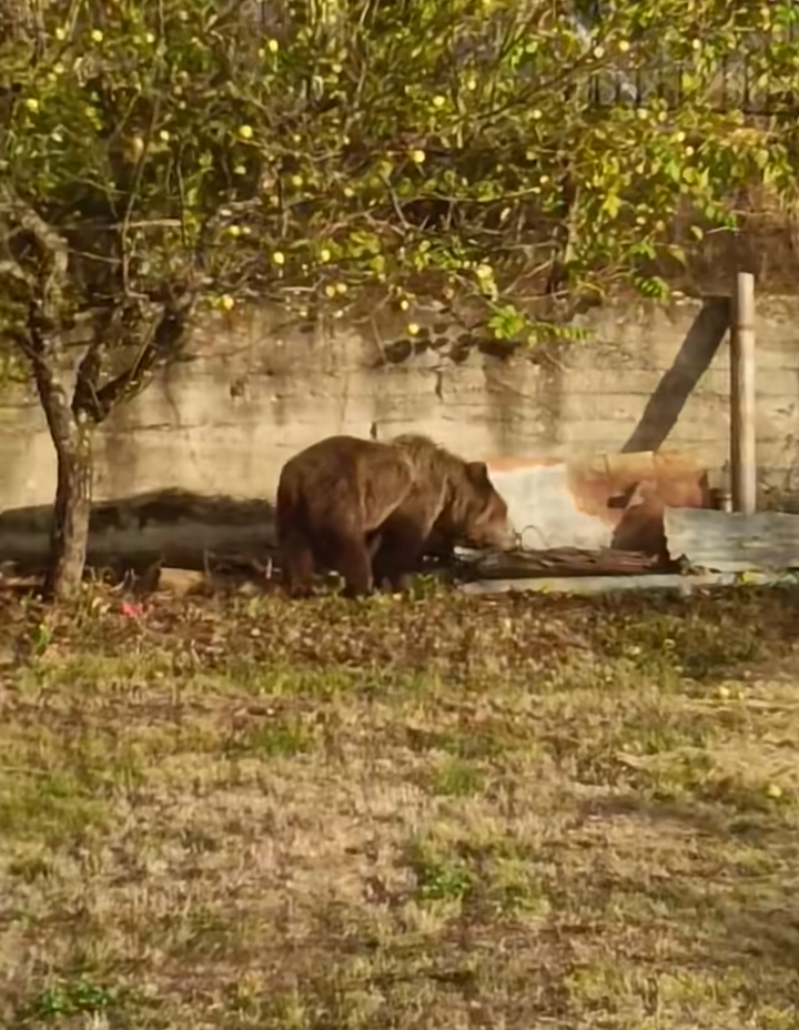 Αρκούδα μπήκε σε αυλή σπιτιού στα Κορέστεια