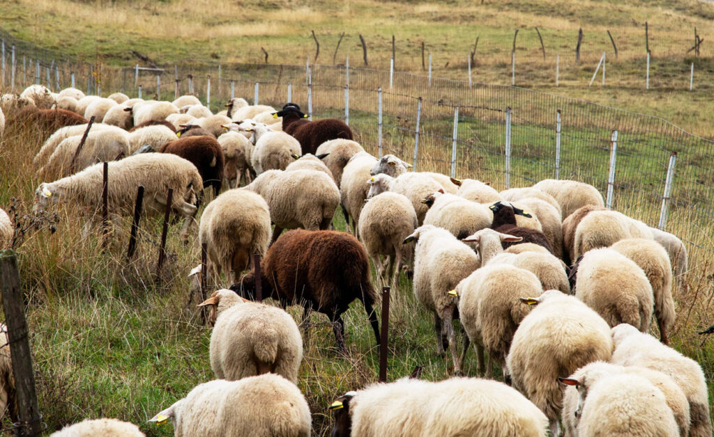 Καστοριά: Νέα ευρηματική απάτη με τον ΟΠΕΚΕΠΕ – Εικονικά «πάρε-δώσε» συγγενών και φίλων