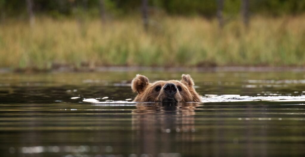 Κοζάνη: Αρκούδα διέσχισε κολυμπώντας τη λίμνη Πολυφύτου – «Απόσταση 2,5 χλμ.» (βίντεο)
