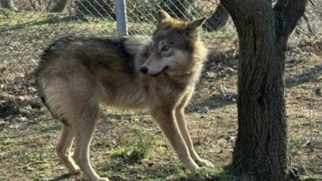 Θεσσαλονίκη: Αναστάτωση στο Αριστοτέλειο – Λύκος εμφανίστηκε στο προαύλιο του ΤΕΦΑΑ (Video)