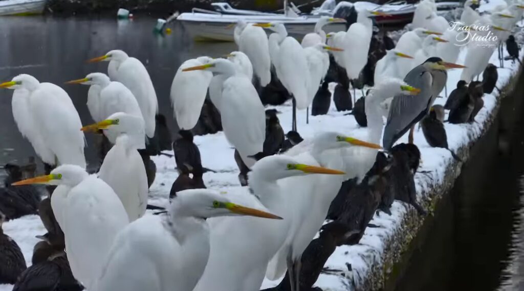 Εντυπωσιακό βίντεο με το πρώτο χιόνι στην Καστοριά