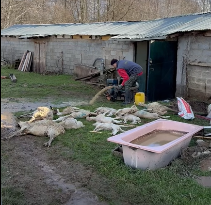 Περισσότερα από 30 πρόβατα νεκρά στην Κολοκυνθού