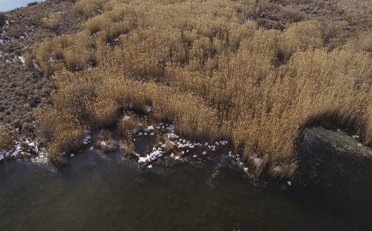 Πρέσπες: Τα πρώτα συμπεράσματα για τον αφανισμό 2300 αργυροεπελεκάνων το 2022